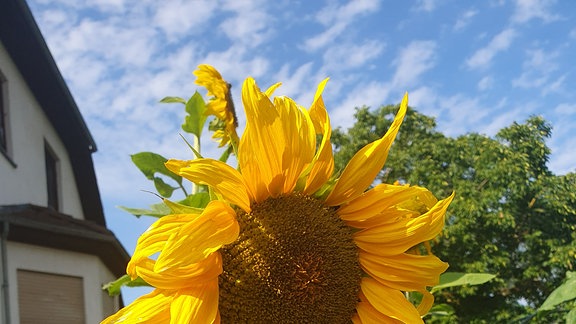 Sonnenblumenwette