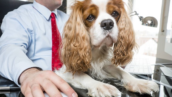 Geschäftsmann sitzt am Schreibtisch und arbeitet mit Hund auf seinem Schoß