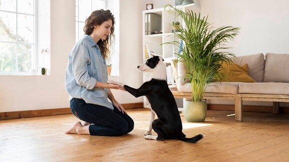 Frau trainiert mit Jack Russell Terrier