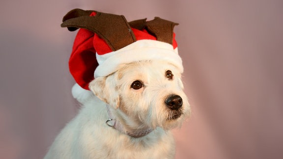 Hund mit Weihnachtsmann-Mütze