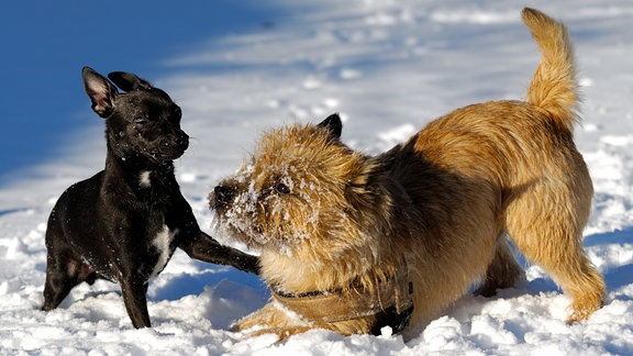 Ein schwarzer und ein brauner Hund spielen im Schnee mit einem Stock