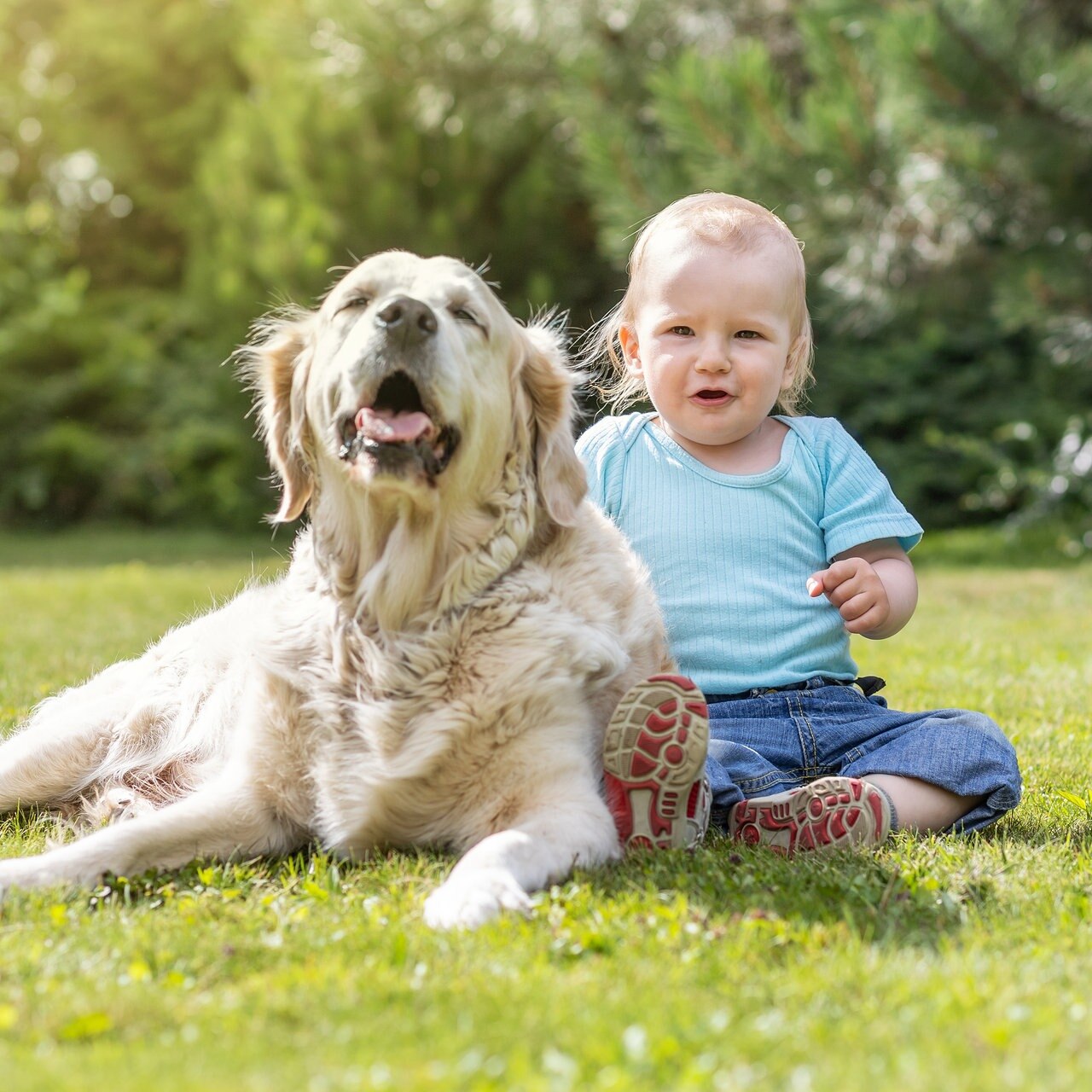 Ark låg Overdreven Wie kommen Hund und Baby von vornherein miteinander klar? | MDR JUMP
