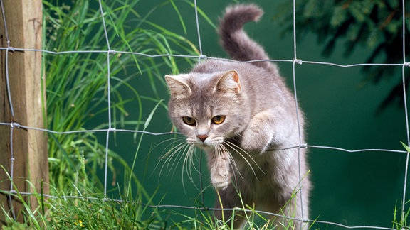 Katze kriecht durch einen Zaun