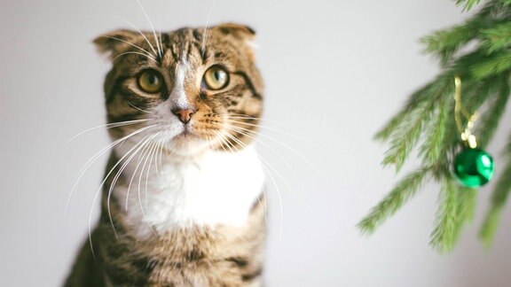 Eine Katze steht neben einem Weihnachtsbaum und legt die Ohren an
