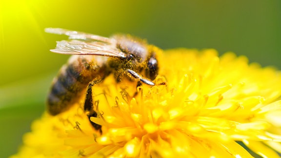 Eine Biene sitzt auf einer gelben Blüte