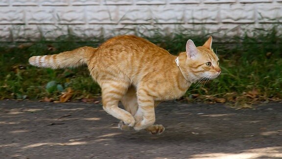Eine Katze rennt auf einer Straße.