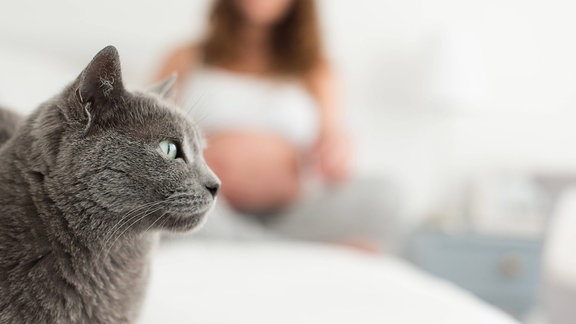 Katze mit schwangerer Frau im Hintergrund