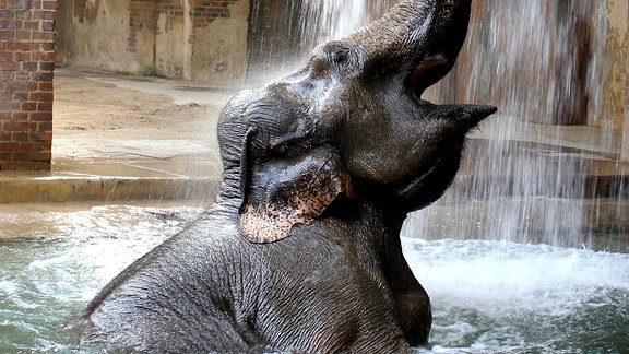 Elefant im Wasserbecken mit Wasserfall