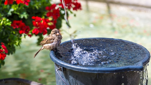Ein Spatz trinkt aus einem Topf mit Wasser im Garten.