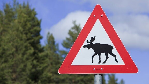 So wird in Norwegen vor Elche gewarnt, die Straßen überqueren