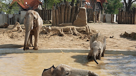 Elefanten baden im Wasser im Zoo Halle