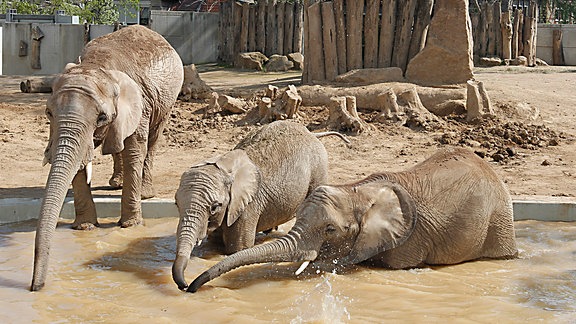 Elefanten essen Äpfel aus dem Planschbecken